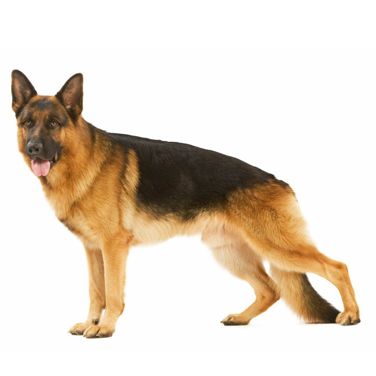 Собаки породы овчарка немецкая овчарка