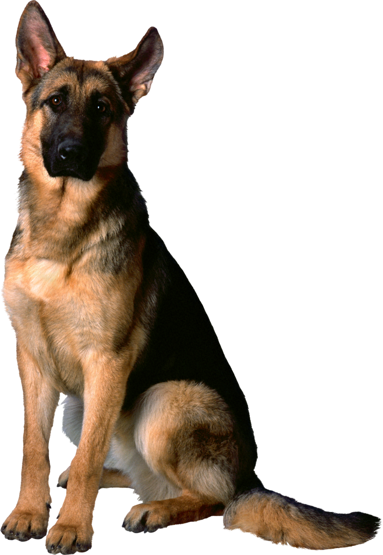 Немецкая овчарка сидит