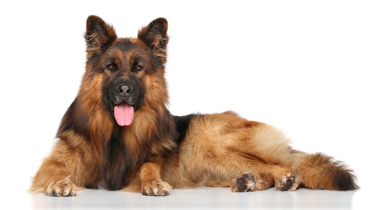 Длинношёрстная овчарка на белом фоне