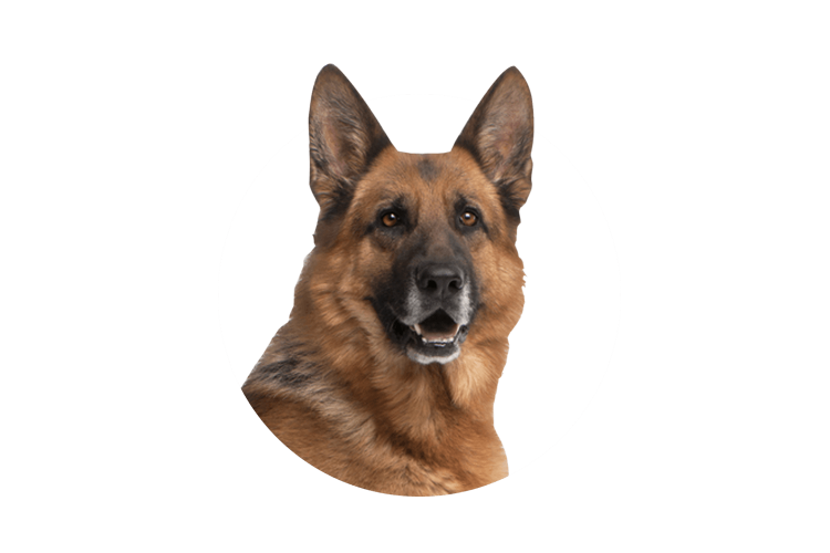 Морда собаки на белом фоне