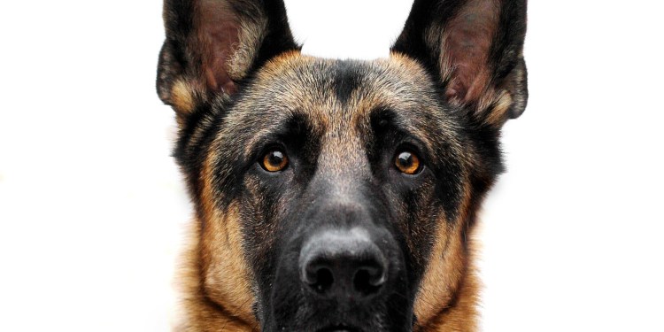 Овчарка анфас