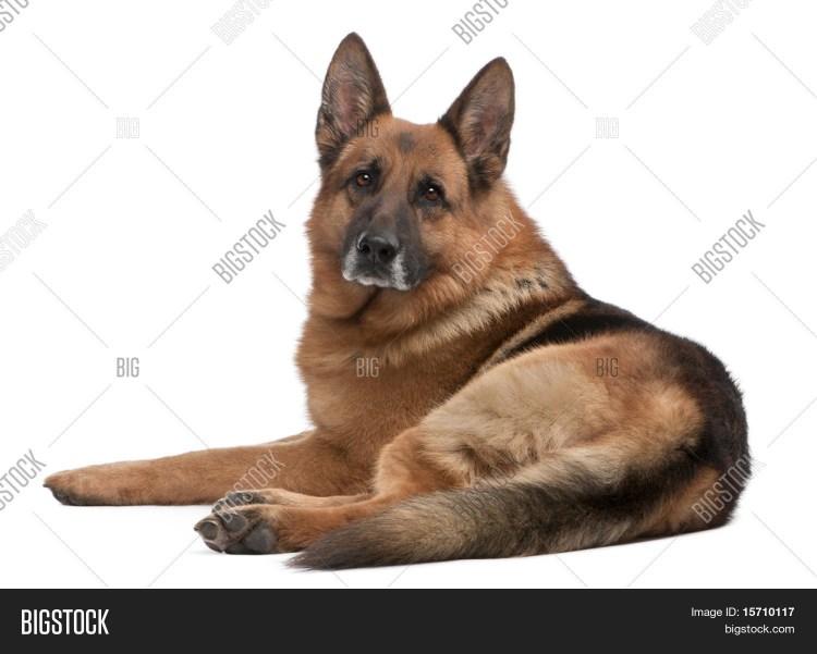 Немецкая овчарка на белом фоне