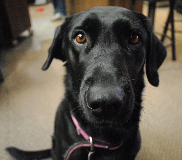 У лабрадора красный нос