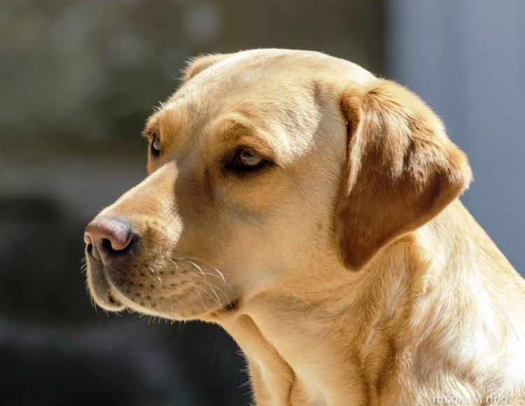 Собака голова набок