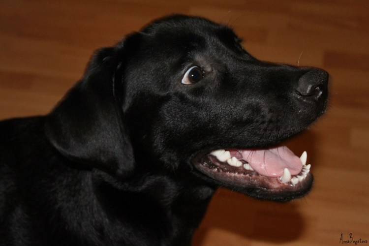 Лабрадор чёрный дома подтягивание