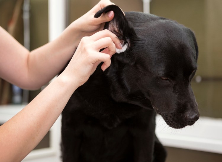 Овчарка+ лабрадор на одном фото