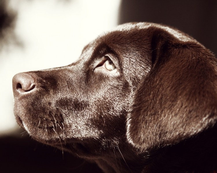 Педро Гомес лабрадор