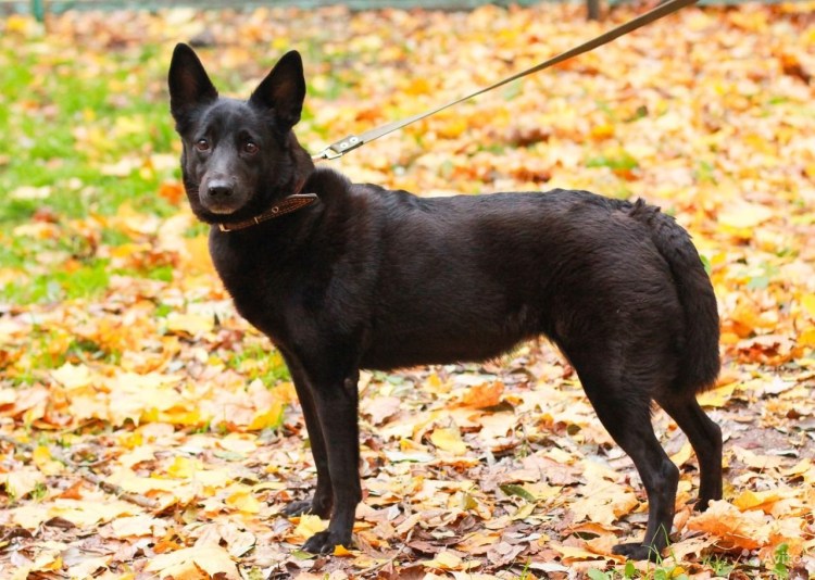Оливер лабрадор кобель