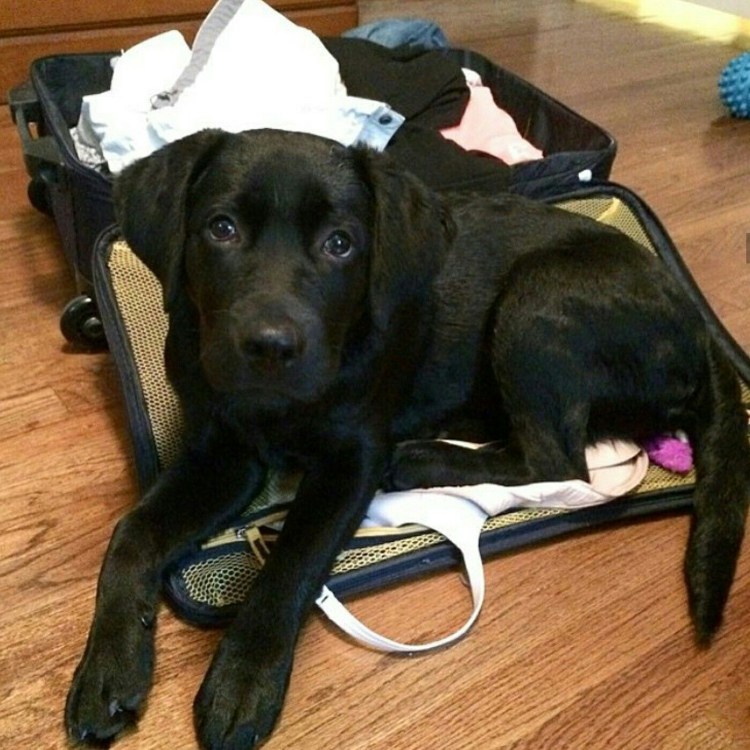 Лабрадор ретривер дымчатый