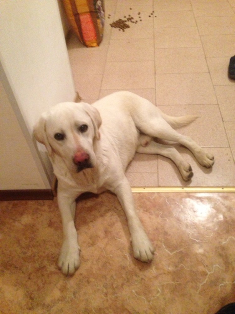 Залом ушей у лабрадора