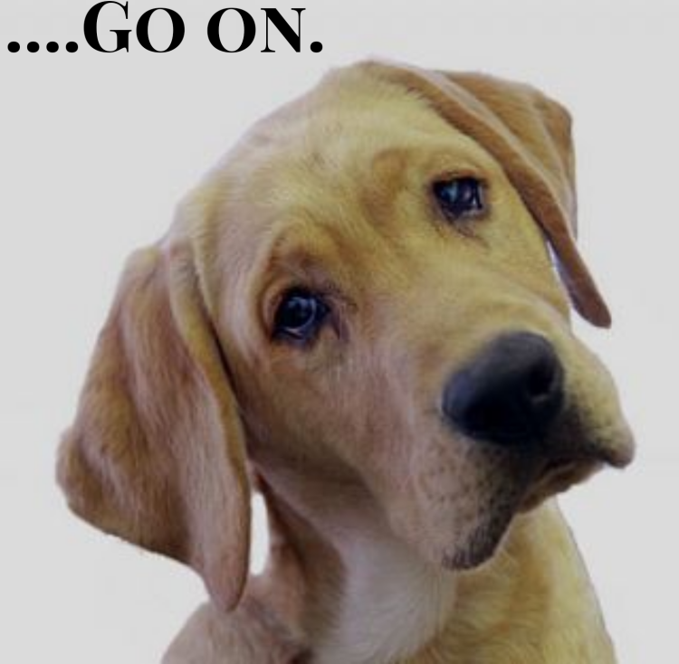 Лабрадор белый