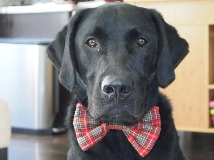 Породы собак дворняга чёрная