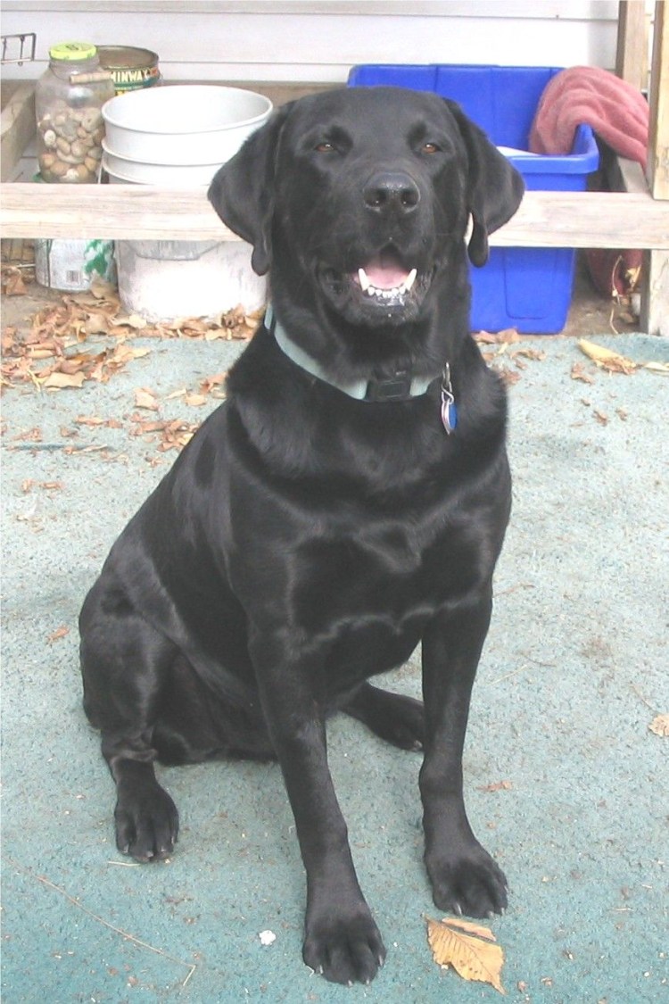 Веймаранер лабрадор