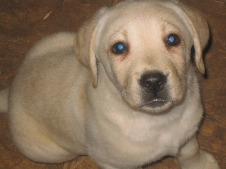 Ретривер нельзя гладить уши