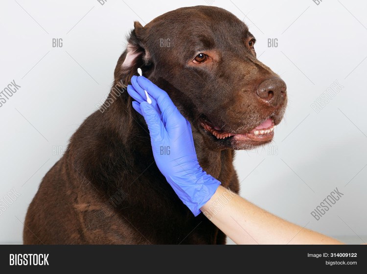 Собака с коричневым носом