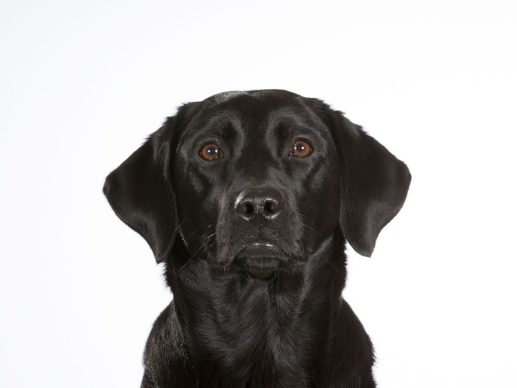 Лабрадор Ушастый черный