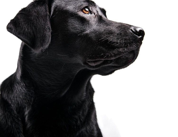 Лапы щенка лабрадора