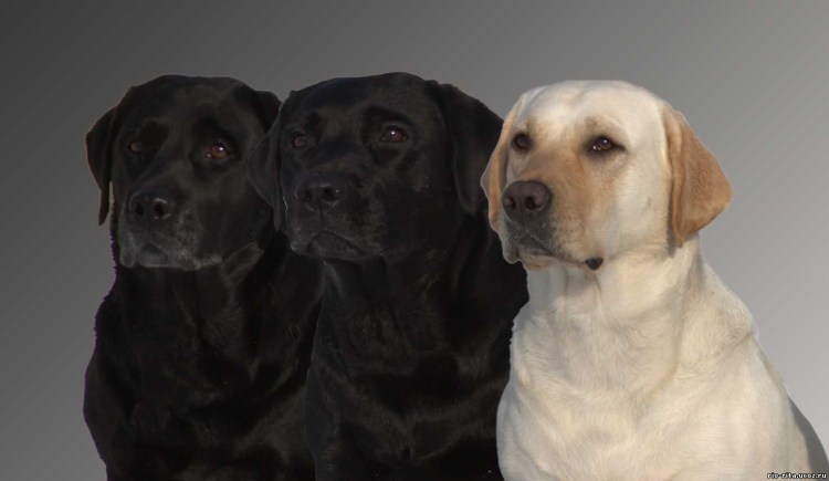 Черный лабрадор Алексин