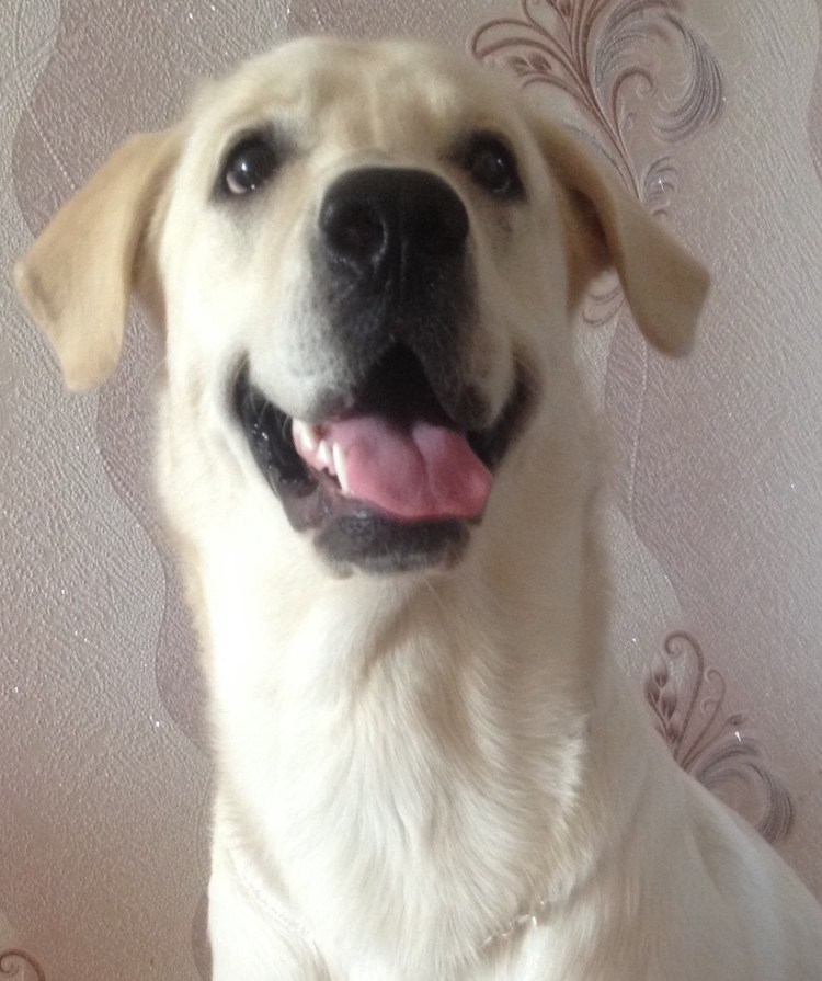 Залом ушей у лабрадора