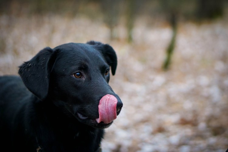 Пакистанский лабрадор