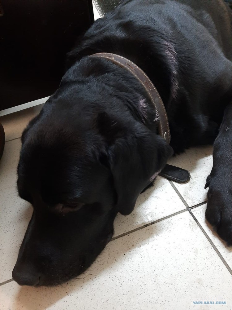 Лабрадор ретривер белый