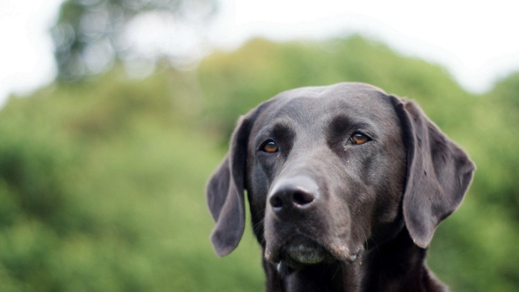 Лабрадор пара на аву картинка