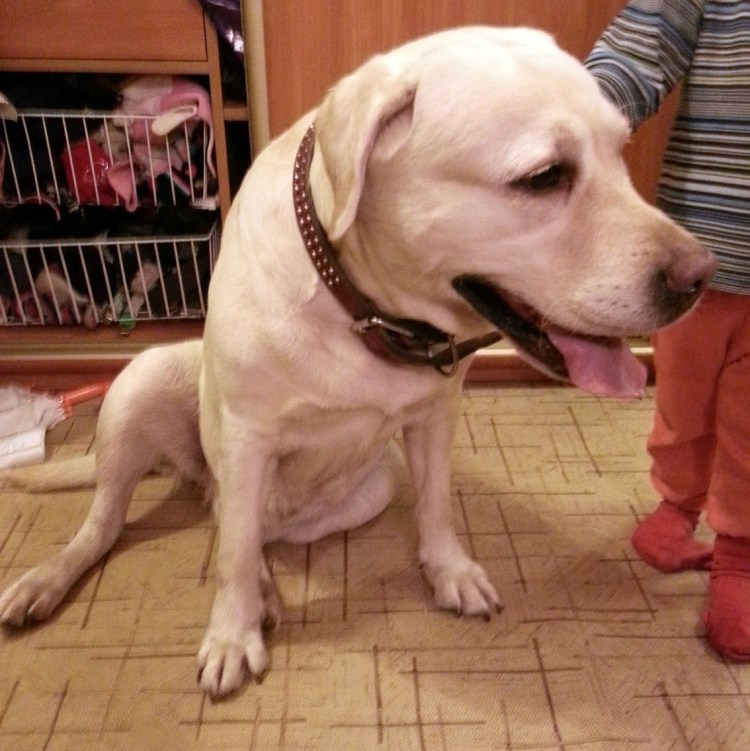 Красивая коричневая собака