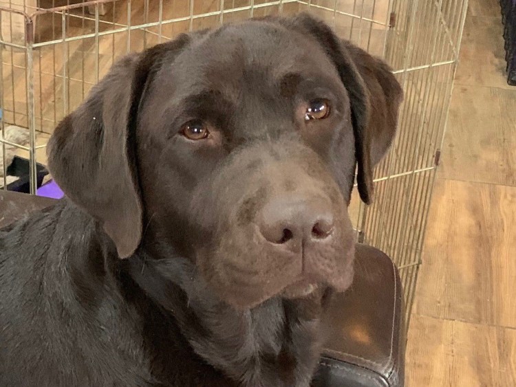 Питомник Кане Корсо Санкт-Петербург