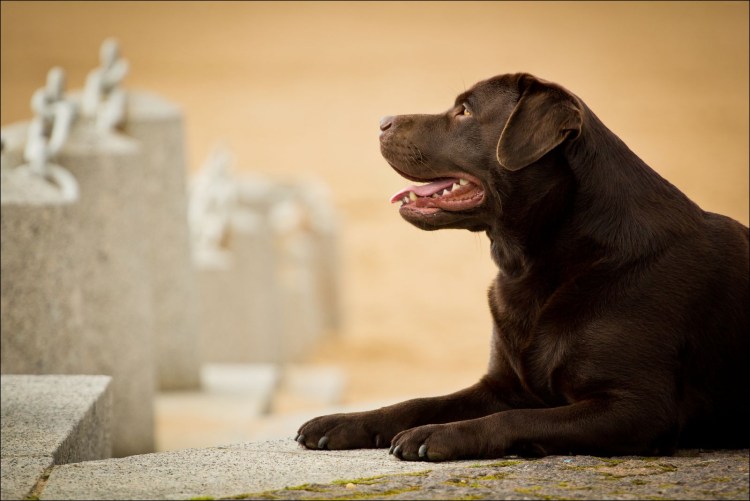 Лабрадор ретривер хвост