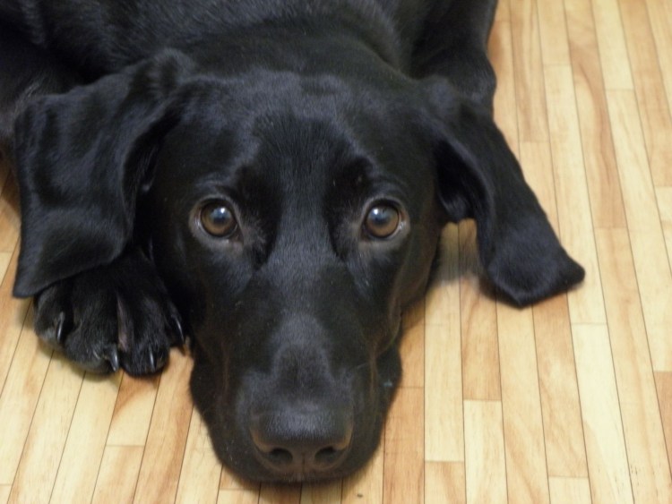 Лабрадор на аву