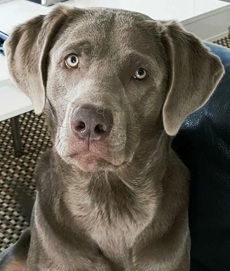 Купированный лабрадор