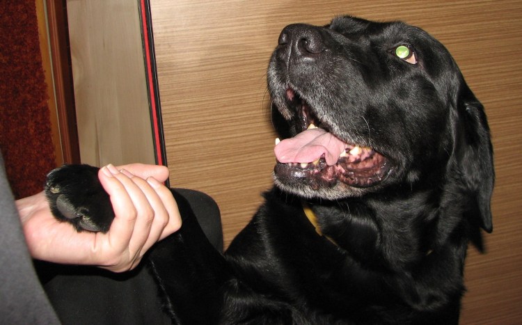 Лабрадор ретривер английский Тип