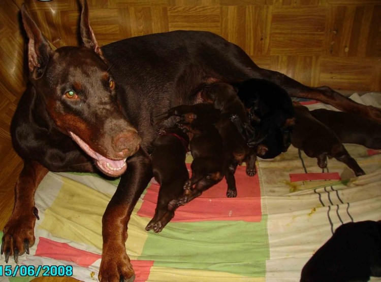 Беременный Доберман