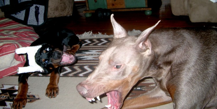 Доберман-пинчер Эстетика