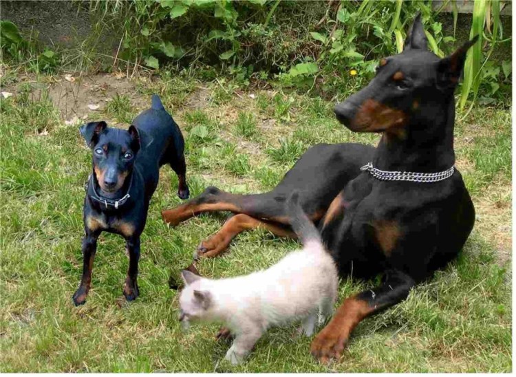 Катрина Доберман