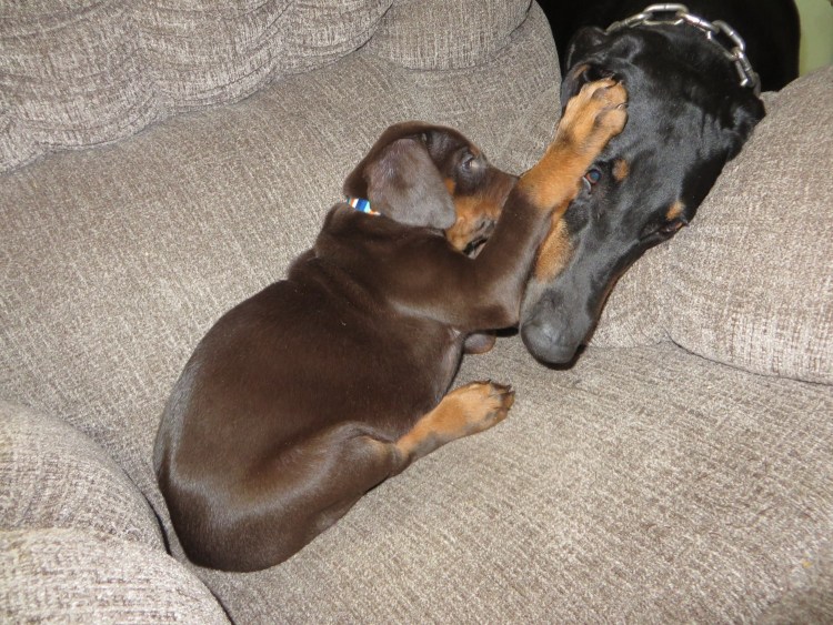 Беременность добермана