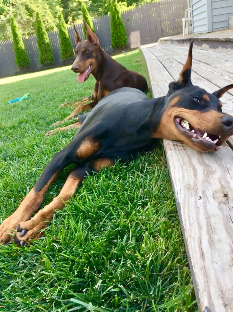 Беременная Доберман