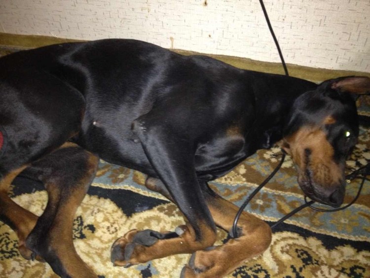 Доберман пинчер спит
