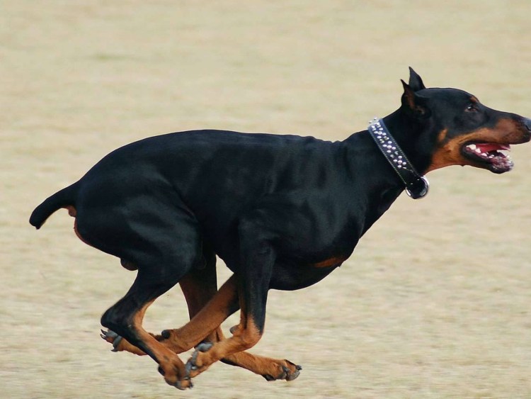 Доберман и Йоркширский терьер