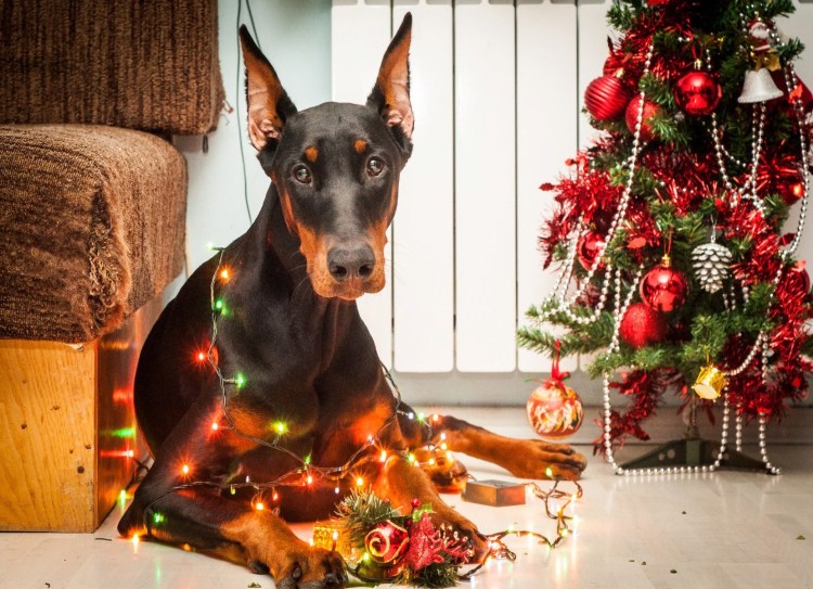 Катрина Доберман