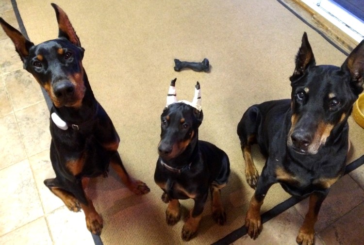 Доберман пинчер любовь
