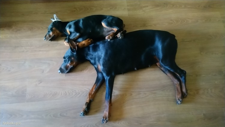 Новорожденные Доберманы