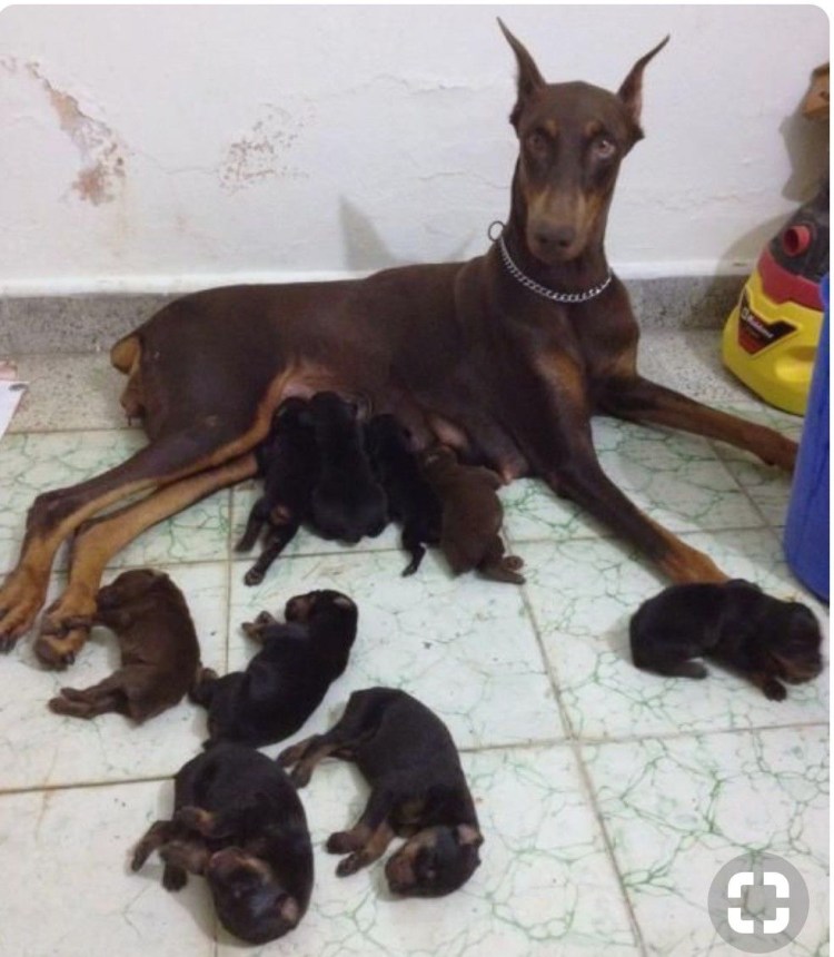 Синди Кроуфорд с доберманом