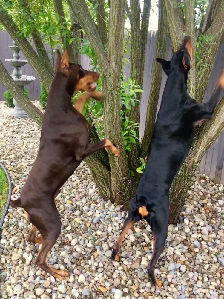 Китайский Доберман