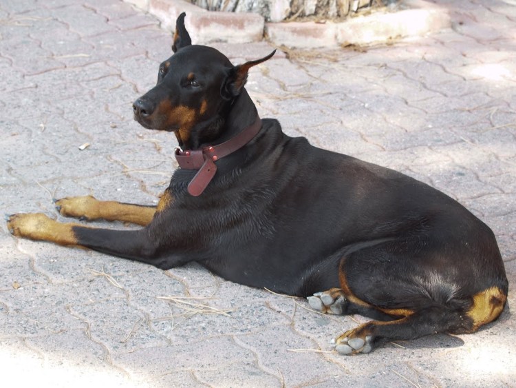 Доберман Прокловой