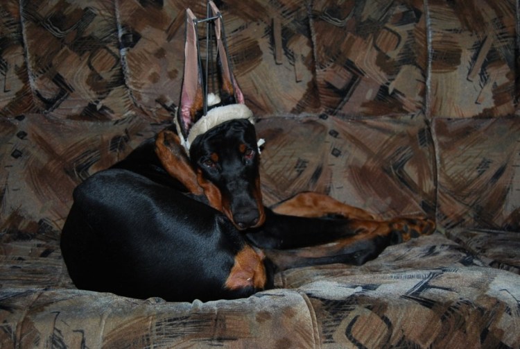 Агрессивный Доберман