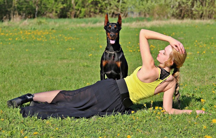 Беременный Доберман