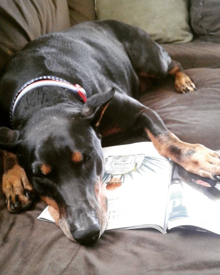 Беременных собак Доберман