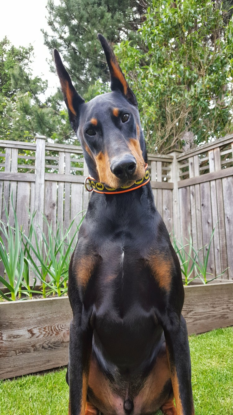 Беременность ротвейлера