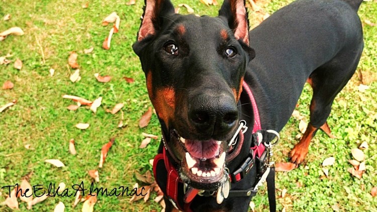 Карликовый пинчер лежит